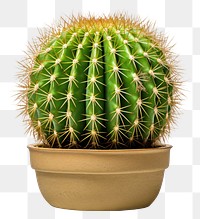 PNG Cactus plant white background houseplant. AI generated Image by rawpixel.