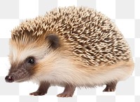 PNG Hedgehog porcupine animal mammal. 