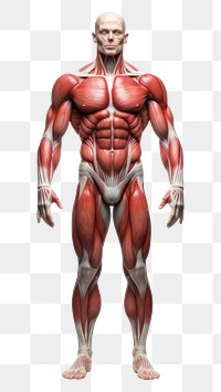 PNG  Anatomy adult torso human