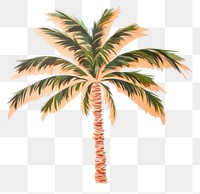 PNG Palm tree plant arecaceae pattern. 