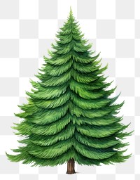 PNG Tree christmas plant green. AI generated Image by rawpixel.