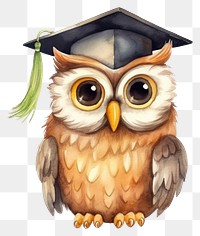 PNG Owl student animal cartoon bird. 