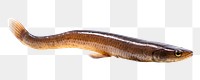 PNG Eel fish animal  