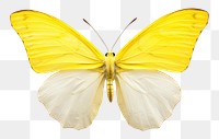 PNG Butterfly animal insect  