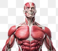 PNG  Muscles anatomy torso adult. AI generated Image by rawpixel.