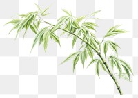PNG Bamboo tree plant leaf white background. AI generated Image by rawpixel.