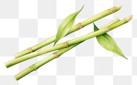 PNG Bamboo plant asparagus. 