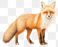 PNG  Fox wildlife animal mammal. AI generated Image by rawpixel.