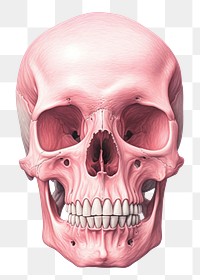 PNG Skeleton drawing jaw red. AI generated Image by rawpixel.