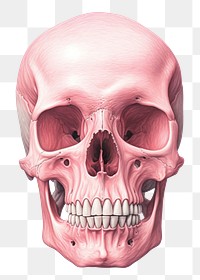 PNG Skeleton drawing jaw red. 