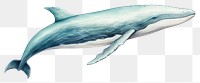 PNG Whale animal mammal fish. 