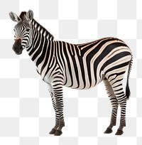 PNG Zebra wildlife animal mammal. 