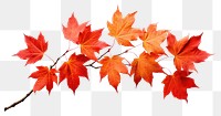 PNG  Autumn Leaves autumn leaves maple