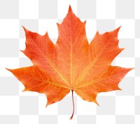 PNG  Autumn Maple Leaf maple leaf autumn. AI generated Image by rawpixel.