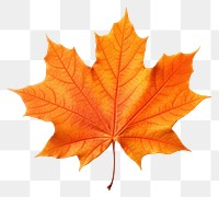 PNG Autumn Maple Leaf maple leaf autumn. 