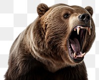 PNG angry brown bear, transparent background