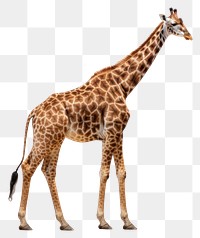 PNG  Giraffe wildlife animal mammal. AI generated Image by rawpixel.