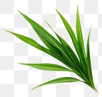 PNG Pandan leafs plant grass green. 