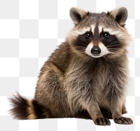 PNG Raccoon raccoon animal mammal. 