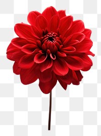 PNG Red flower dahlia plant white. AI generated Image by rawpixel.