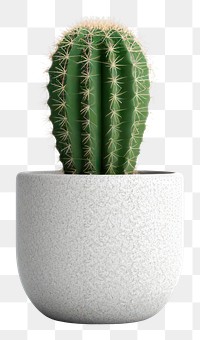 PNG Cactus plant houseplant flowerpot. AI generated Image by rawpixel.