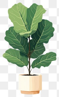 PNG Fiddle leaf fig plant houseplant freshness. 