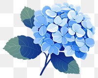 PNG Hydrangea flower plant leaf. 