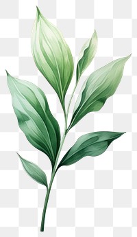 PNG Botanical leaf plant herbs white background. AI generated Image by rawpixel.