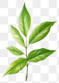 PNG Green tea leaf plant herbs tree.