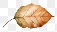 PNG Leaf plant tree  