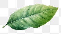 PNG Leaf plant white background xanthosoma. 