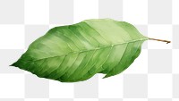 PNG Leaf plant white background freshness. AI generated Image by rawpixel.