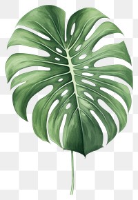 PNG Monstera leaf drawing plant  