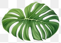 PNG Monstera leaf plant chandelier. 