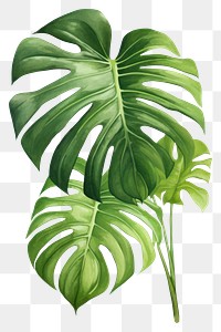 PNG Monstera leaf plant white background xanthosoma. AI generated Image by rawpixel.