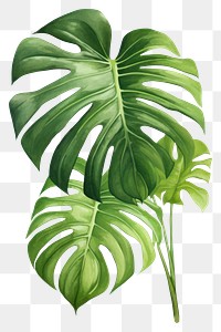 PNG Monstera leaf plant white background xanthosoma. 