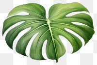 PNG Monstera leaf plant white background freshness. AI generated Image by rawpixel.