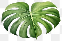 PNG Monstera leaf plant white background freshness. 