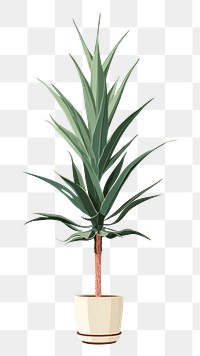 PNG Agave tree plant agave bromeliaceae pineapple. 