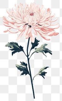 PNG Chrysanthemum chrysanths flower dahlia. AI generated Image by rawpixel.