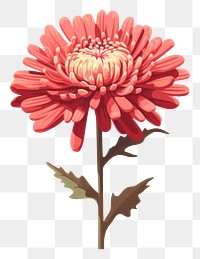 PNG Chrysanthemum chrysanths flower dahlia. 