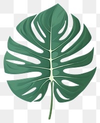 PNG Monstera leafs plant xanthosoma pattern. 