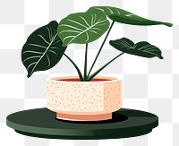 PNG Alocasia longiloba pottery plant leaf. AI generated Image by rawpixel.