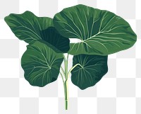 PNG Alocasia longiloba vegetable plant leaf. 