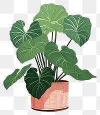 PNG Alocasia plant leaf houseplant. 