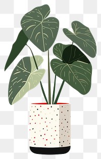 PNG Alocasia longiloba pottery plant leaf. AI generated Image by rawpixel.