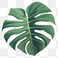 PNG A monstera leafs plant xanthosoma pattern. 