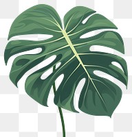 PNG Monstera leafs plant xanthosoma outdoors. 