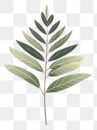 PNG Botanical leaf plant herbs tree. 