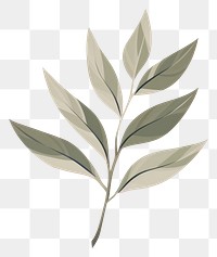 PNG Botanical leaf pattern plant illustrated. 